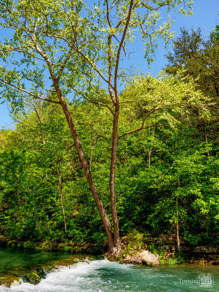 River Birch And Falls Roaring River