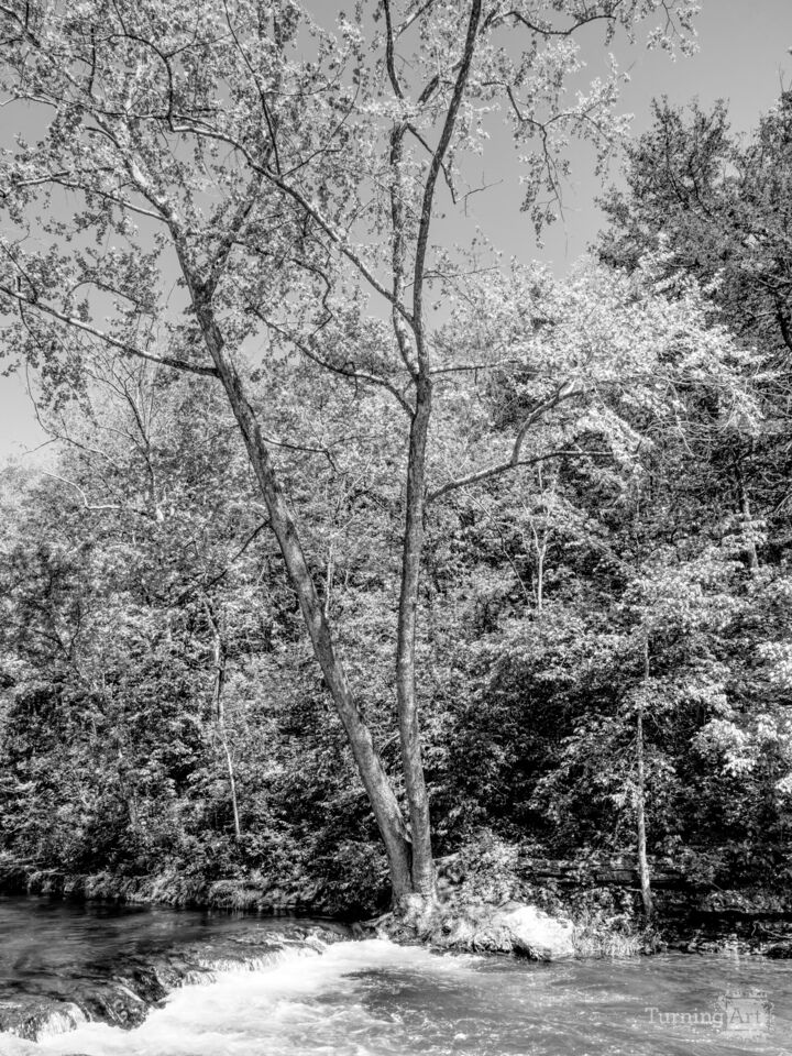 River Birch And Falls Roaring River Grayscale
