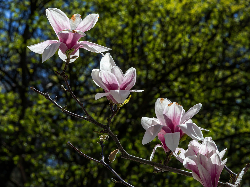Magnolia Blossoms
