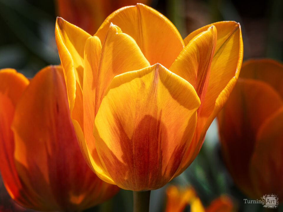 Tulips