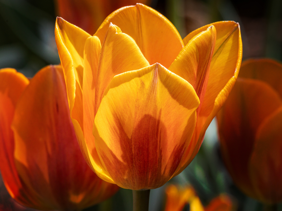 Tulips