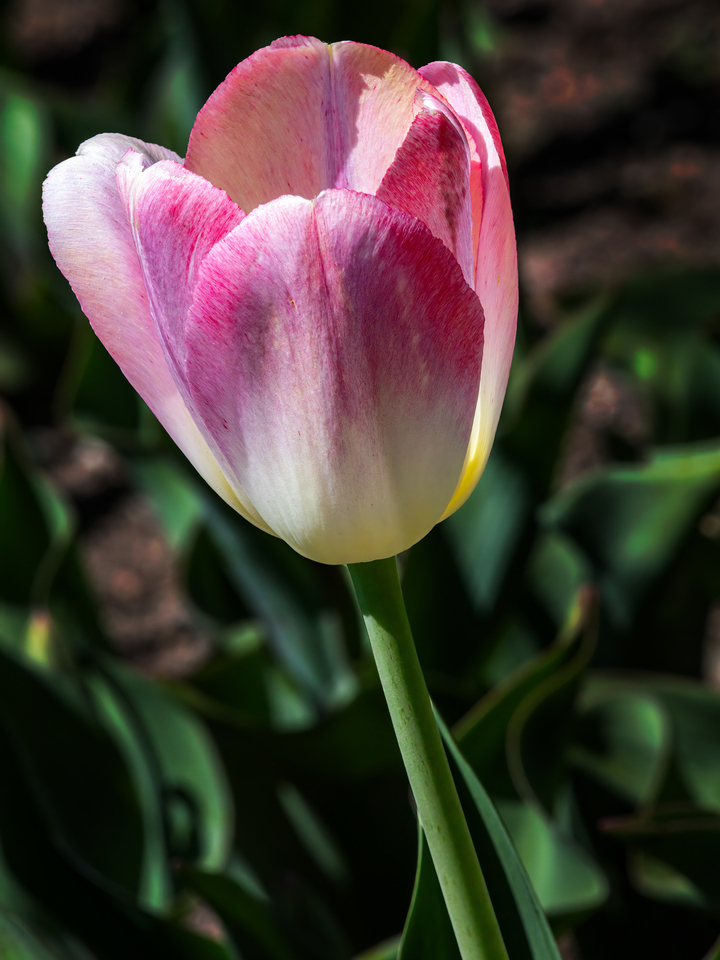 Tulip