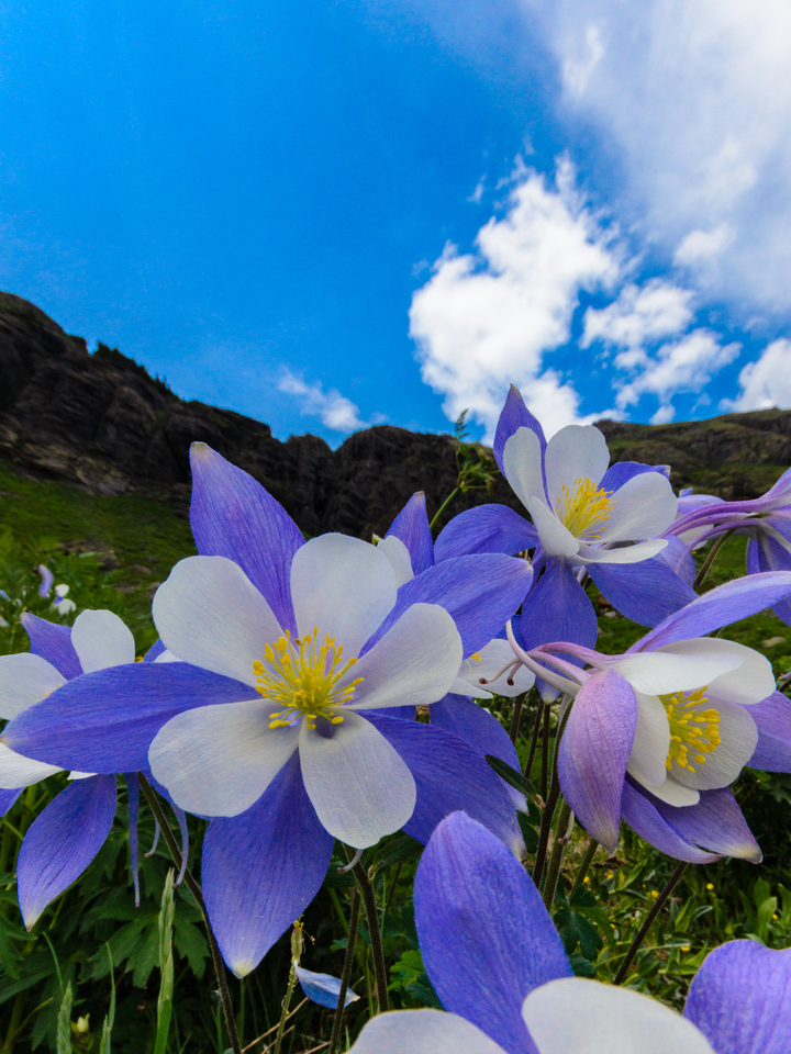 Columbines at Ice Lakes