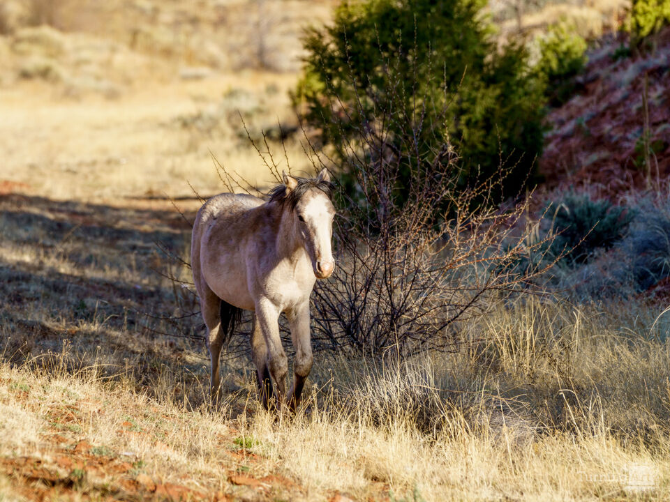 Colt Chasing The Herd