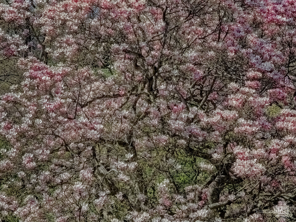 Magnolia Trees