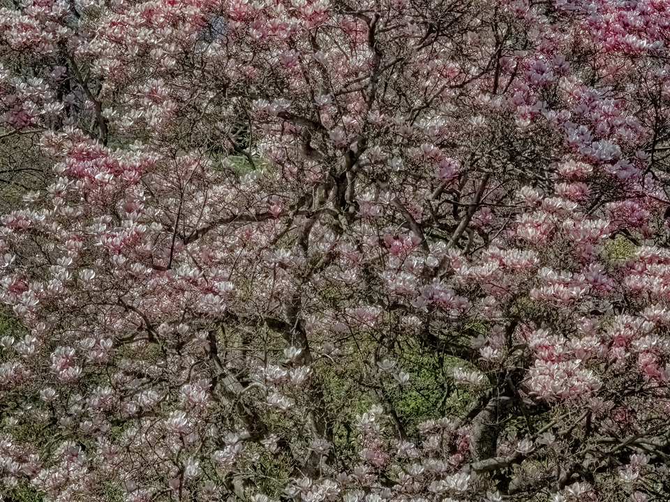 Magnolia Trees