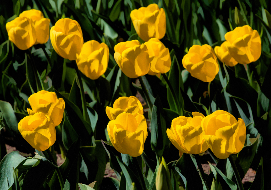 Yellow Tulips