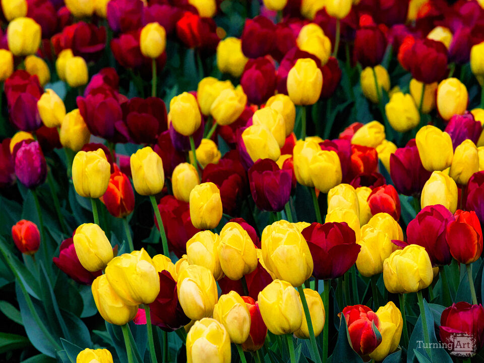 Tulips