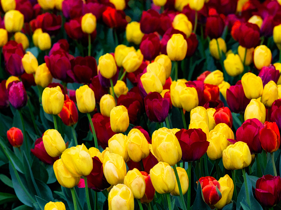 Tulips