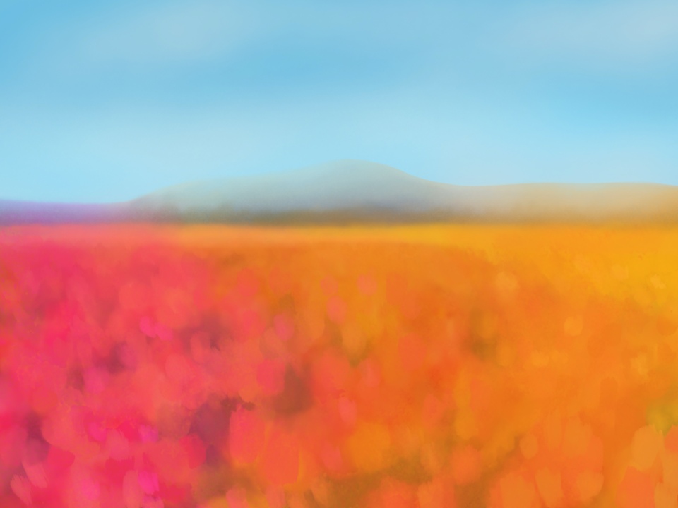 Spring Wildflowers 