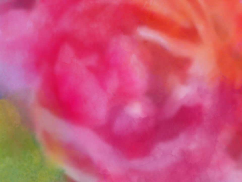 One Single Rose 