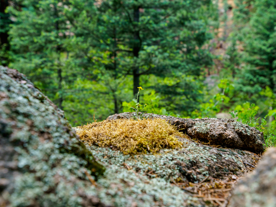 Where Life Finds A Way