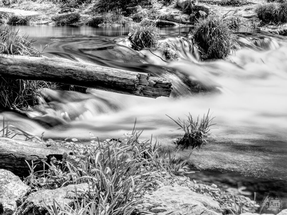 Log By Falls Roaring River State Park Grayscale