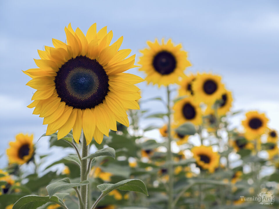 Sunflowers