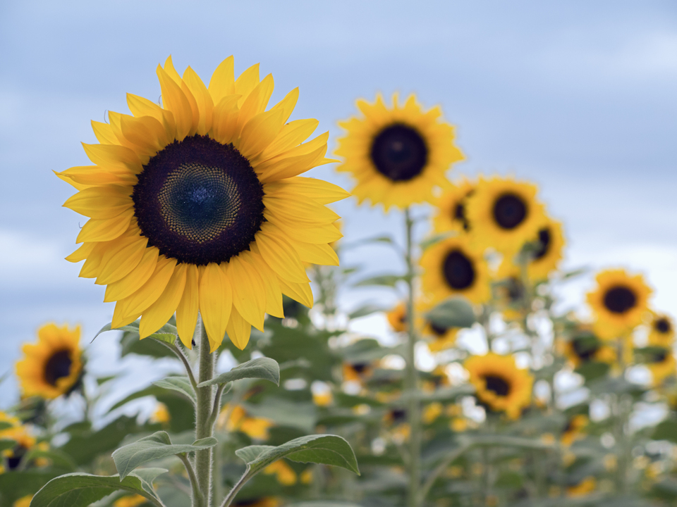 Sunflowers