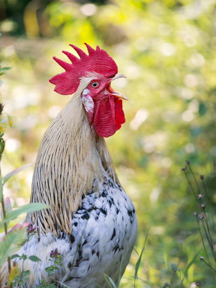Crowing Rooster