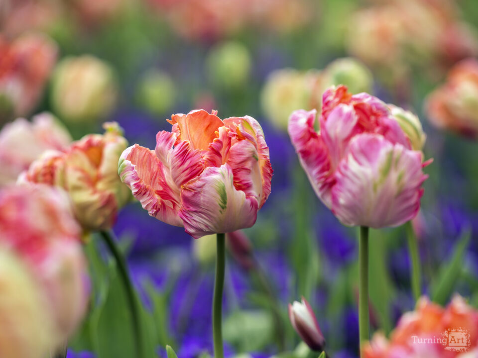Tulips