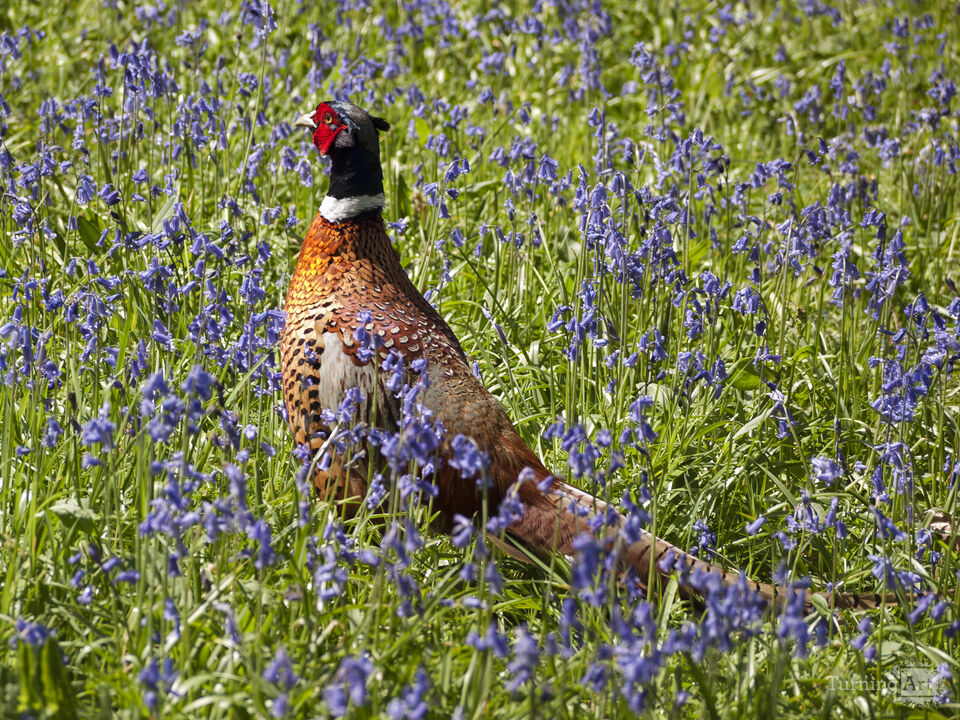 Pheasant
