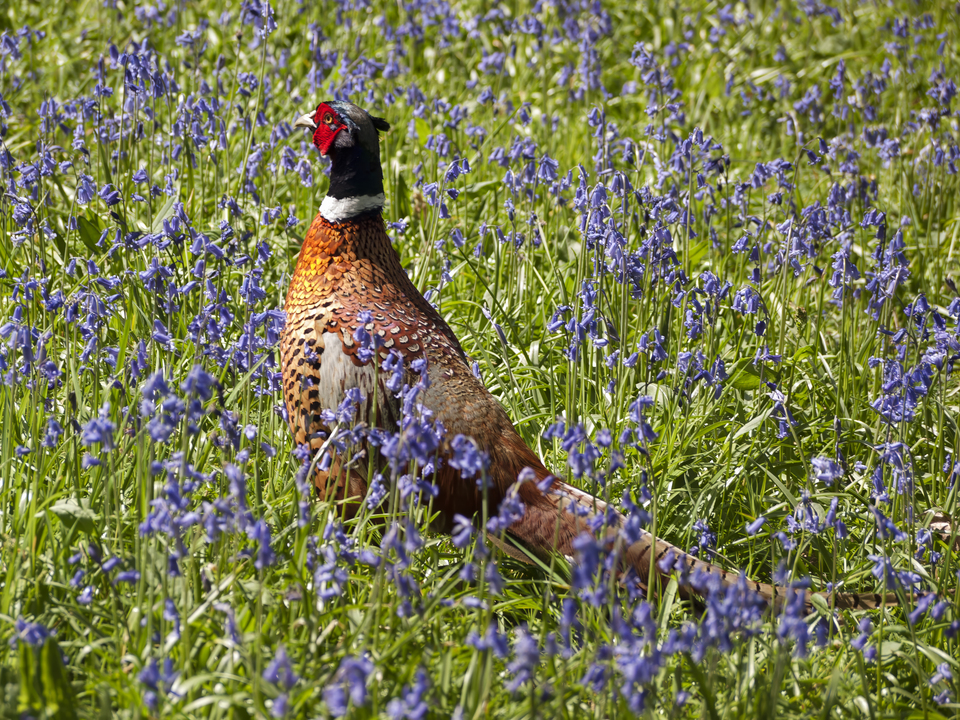 Pheasant