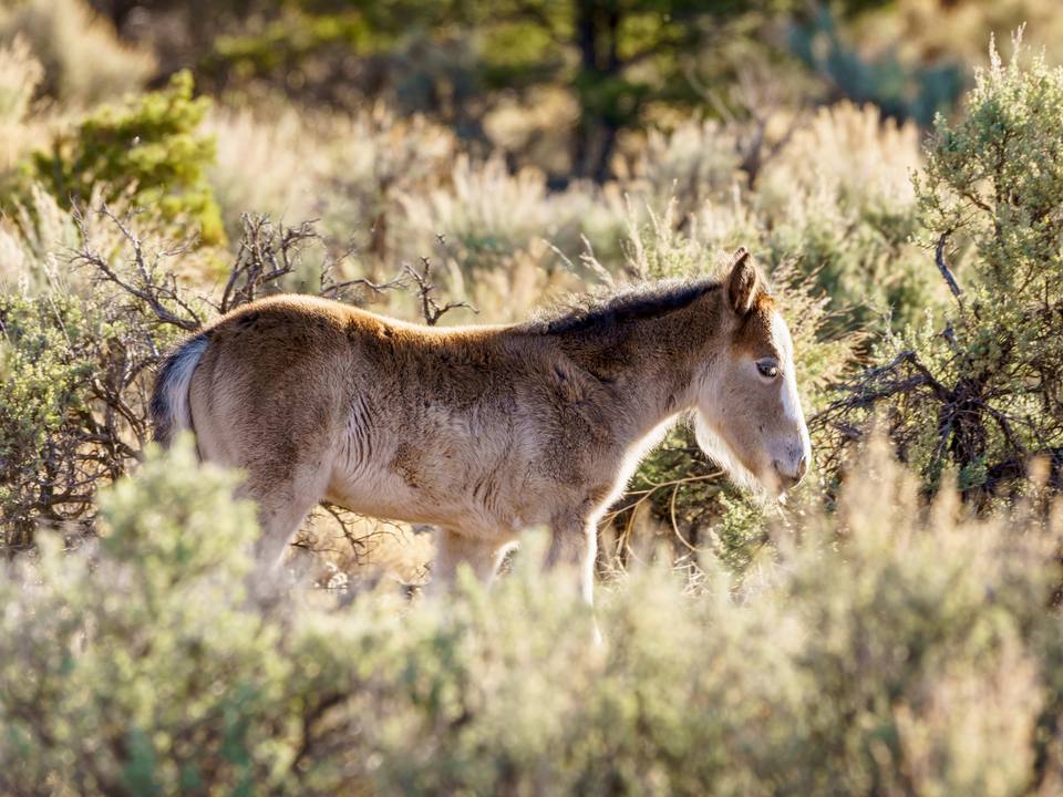 Little Colt In Morning Light