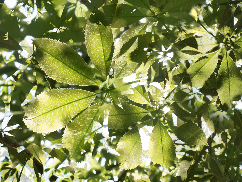 Komorebi #11 Ceiba (Light Falling Through Foliage)