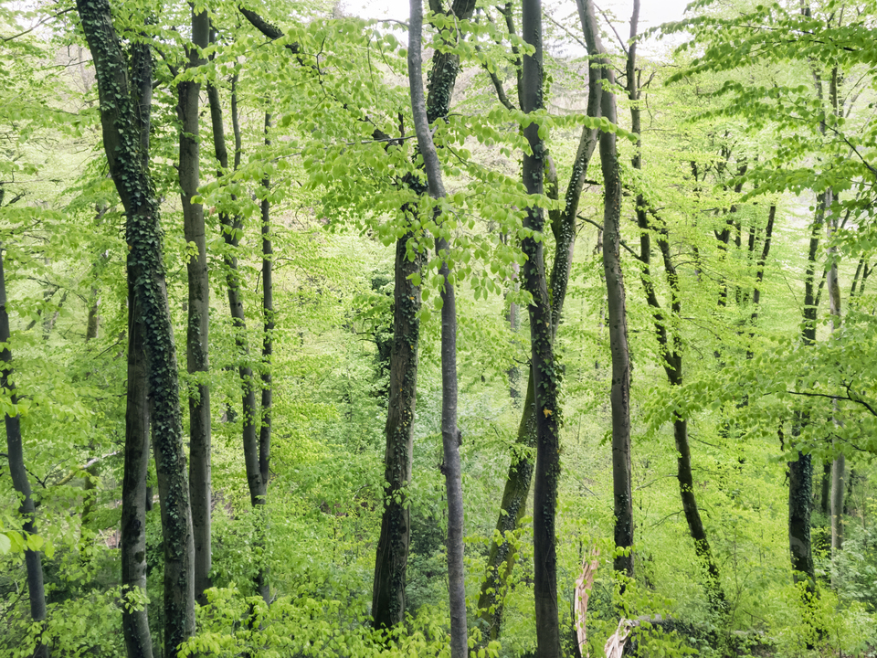 Beech Forest