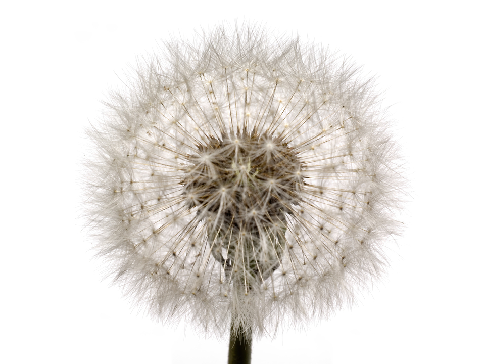 Dandelion