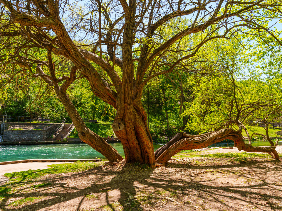 Roaring River Hedge Apple Tree