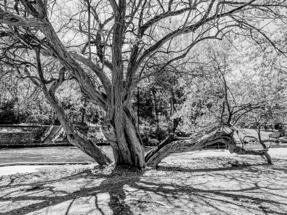 Roaring River Hedge Apple Tree Grayscale