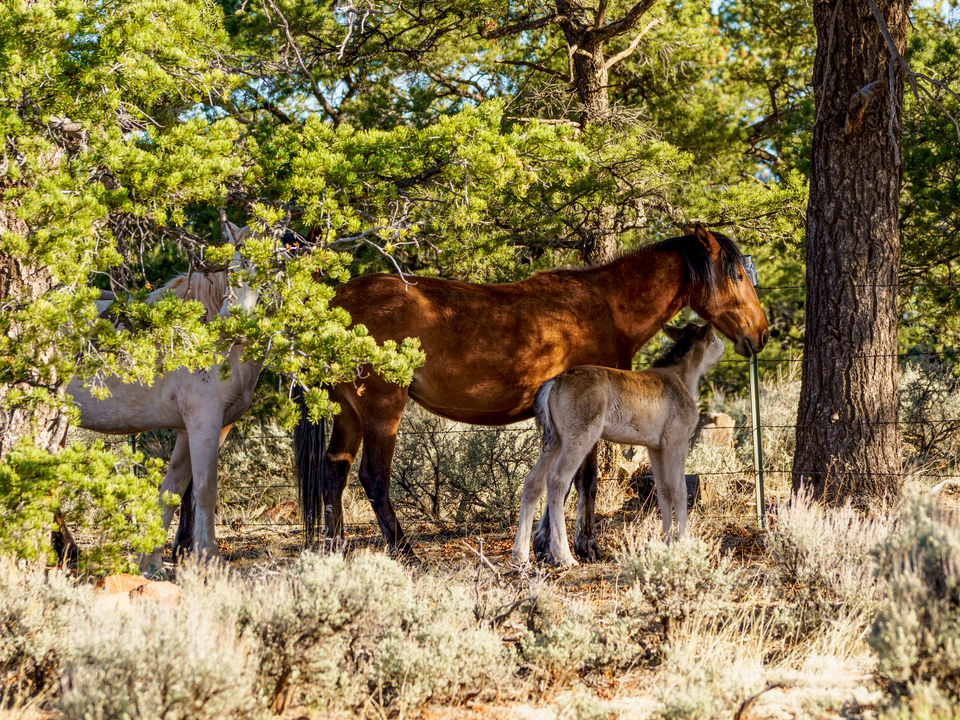 Untamed Horses Arizona