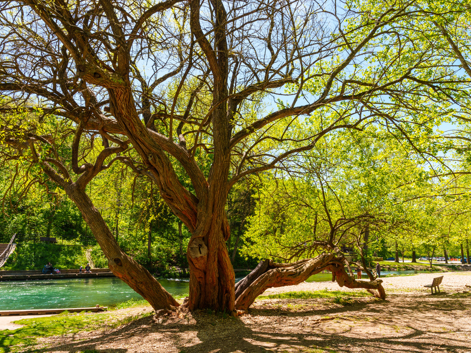 Bold Hedge Apple Tree Of Roaring River