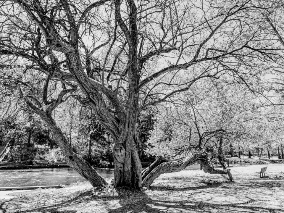 Bold Hedge Apple Tree Of Roaring River Grayscale