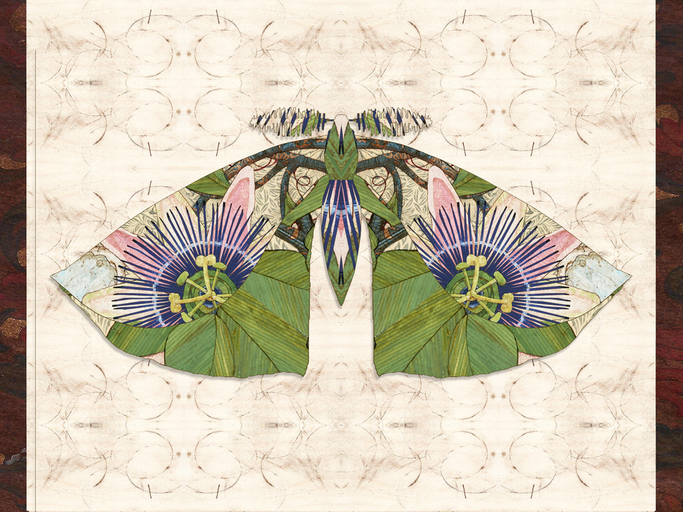 Passionflower Moth