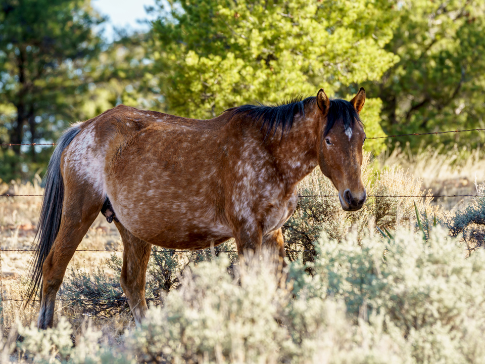 Free Range Brindle Horse Arizona