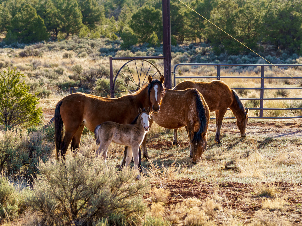 Wild Arizona Horse Family