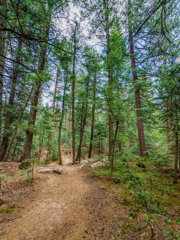 Colorado Path Through The Woods
