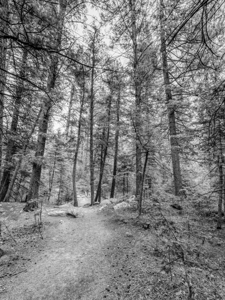 Colorado Path Through The Woods Grayscale
