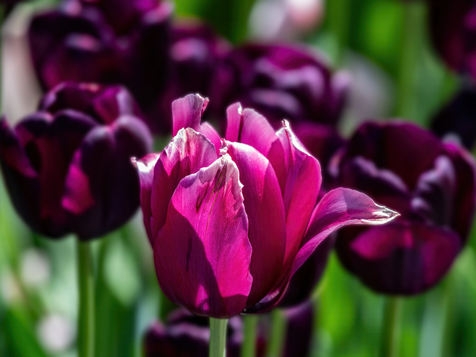 Tulips