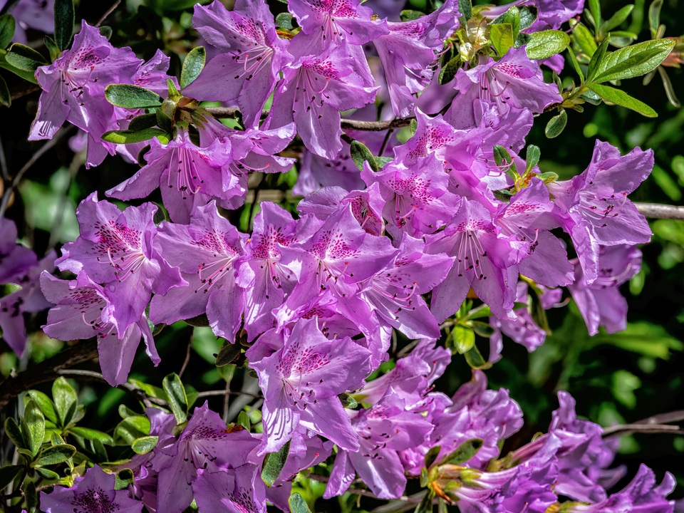 Spring Flowers