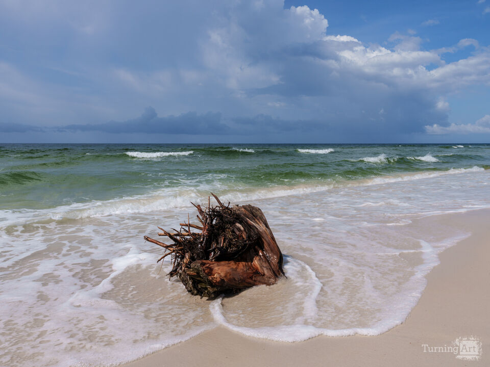 Driftwood In The Surf Perdido Key