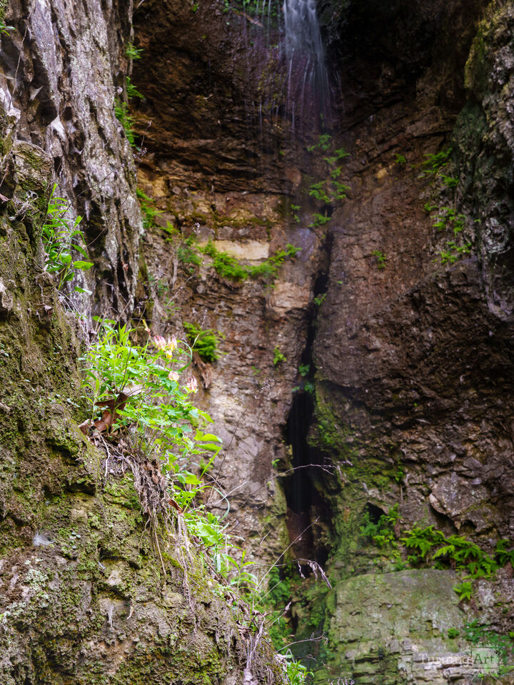 Cliffside Columbine And Waterfall