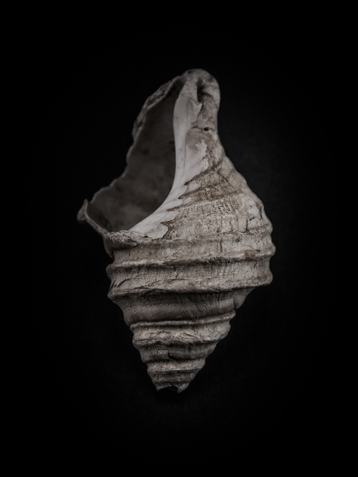 Shells No 9 Color Version