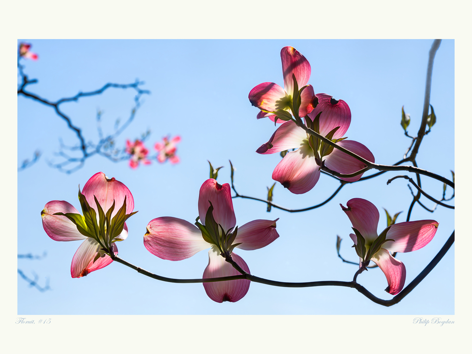 Floruit, #15