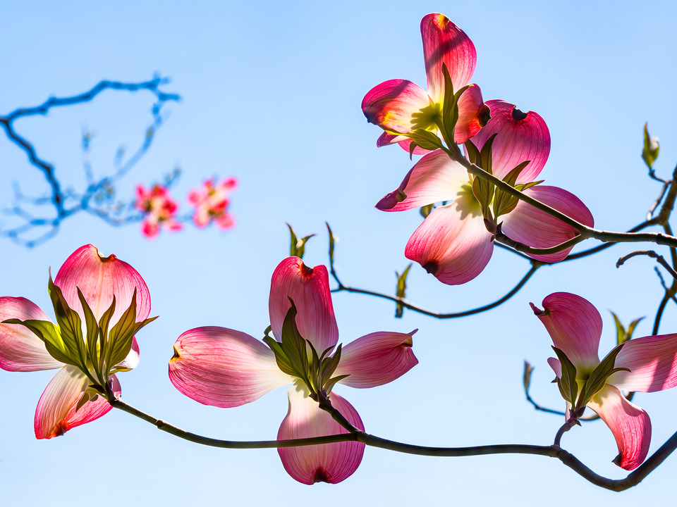 Floruit, #15