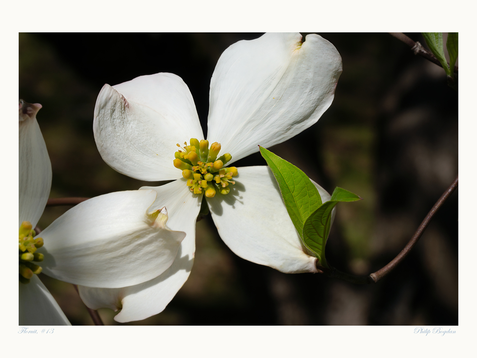 Floruit, #13