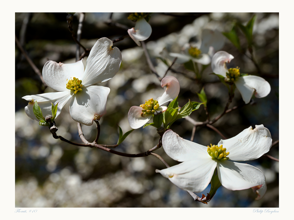 Floruit, #10