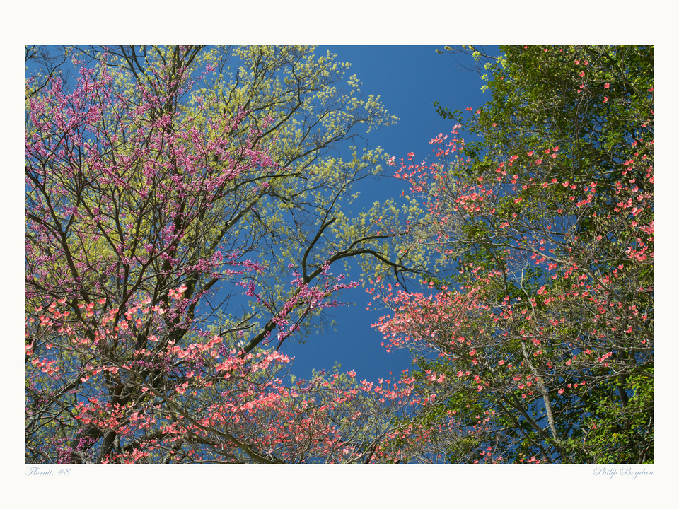 Floruit, #8
