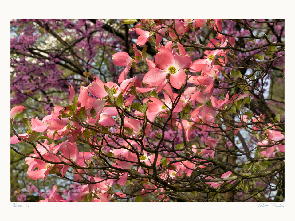 Floruit, #7