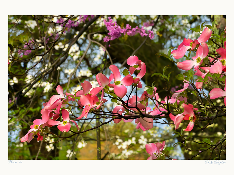 Floruit, #6