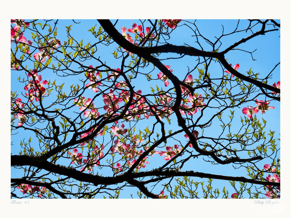 Floruit, #5